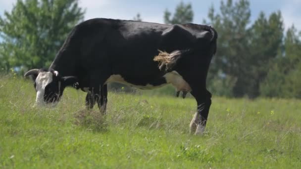 Kráva na louce žvýká trávu. chov skotu. podnikatelský koncept živočišné výroby a mléka. — Stock video