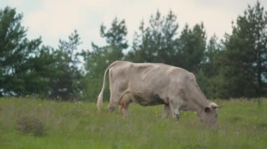 Sığır otlağı. Çiftçi ineği çayırda ot yiyor. Çayırdaki bir inek ot çiğniyor. Sığır yetiştiriciliği. Çiftlik hayvanları ve süt ürünleri iş konsepti.