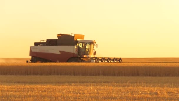 Die Erntemaschine bewegt sich auf dem Feld und mäht den reifen Weizen. Ein großer Mähdrescher erntet im Sonnenuntergang Getreide. Der Mähmechanismus der Erntemaschine schneidet die Ähren des Weizens. Die landwirtschaftliche Ernte funktioniert. Agrargeschäft — Stockvideo