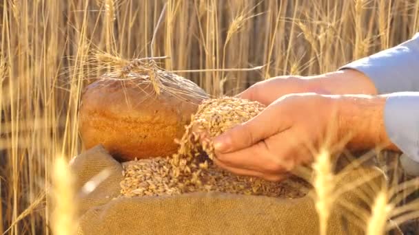 農家の手は耳のある袋に小麦の穀物を注ぎます。収穫のシリアル。農学者は穀物の質を見る。ビジネスマンは小麦の品質をチェックします。農業の概念です。閉鎖. — ストック動画