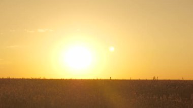 Akşam gün batımında olgunlaşmış buğday tarlası. Buğday dalları ve buğday tozu rüzgarı. Mısır gevreği hasadı yazın olgunlaşır. Tarım sektörü konsepti. Çevre dostu buğday. Şafak söktü
