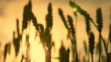 Çevre dostu buğday. Mavi gökyüzüne karşı olgunlaşan buğday tarlası. Tahıllı buğday başakları rüzgarı sallar. tahıl hasadı yazın olgunlaşır. tarımsal iş kavramı.