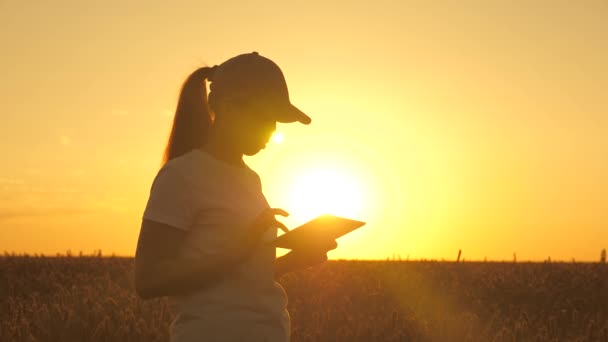 Kobieta farmerka z tabletkami pracująca na polu pszenicy, wstępna analiza zbiorów. Dziewczyna używa tabletu, planuje zbiory. koncepcja nowoczesnych technologii w rolnictwie. kobieta biznesu pracująca w terenie — Wideo stockowe