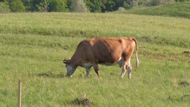Sığır yetiştiriciliği. Sığır otlağı. Çiftçi ineği çayırda ot yiyor. Çayırdaki bir inek ot çiğniyor. Çiftlik hayvanları ve mandıra işi konsepti. tereyağı mandırası — Stok video