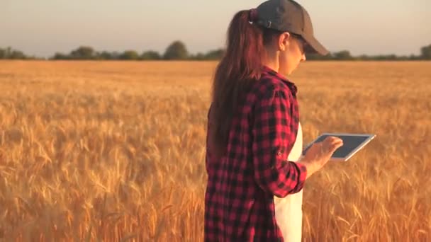 Mujer agricultora que trabaja con la tableta en el campo de trigo. agrónomo con tableta estudiando la cosecha de trigo en el campo. mujer de negocios analizando la cosecha de granos. cosecha de grano. las empresas agrícolas. — Vídeos de Stock