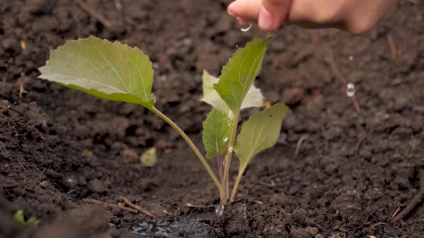 Farmers hand pours water on small sprouts of cabbage on fertile soil. slow motion. Conservation of natural resources. Planting, nature protection, sustainability. concept of protecting life on earth. — Stock Video