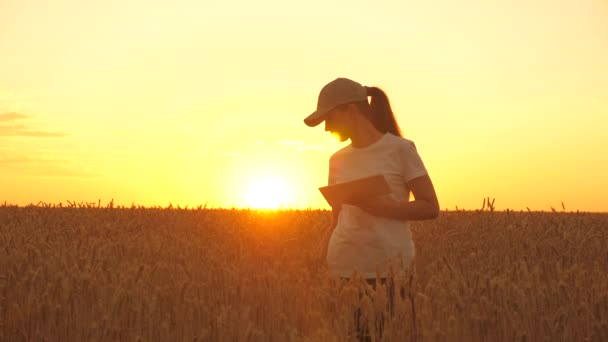 Mujer de negocios trabajando en el campo. Mujer agricultora con tableta trabajando en un campo de trigo, análisis preliminar de la cosecha. chica utiliza tableta, planes para cosechar. concepto de tecnologías modernas en la agricultura — Vídeos de Stock