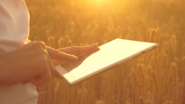 Chica agrónoma trabaja con la tableta en el campo de trigo en el sol. Primer plano. mujer de negocios planea sus ingresos en el campo. grano harvest.silhouette de una agricultora con tableta que estudia la cosecha de trigo en el campo. — Vídeo de stock