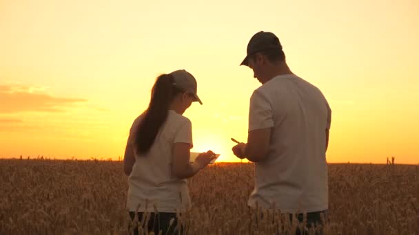 农艺学家和商人正忙着用太阳能平板电脑在田里干活.小麦在田里成熟了.日落时在麦田里干活的农民家庭。有机耕作和家庭企业的概念. — 图库视频影像