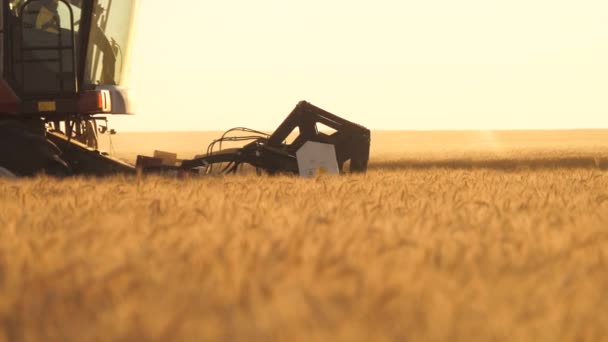 Der Mähmechanismus der Erntemaschine schneidet die Ähren des Weizens. Die landwirtschaftliche Ernte funktioniert. Die Erntemaschine bewegt sich auf dem Feld und mäht den reifen Weizen. Ein großer Mähdrescher erntet im Sonnenuntergang Getreide. Agrargeschäft — Stockvideo