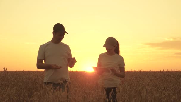 Familie van landbouwers die in een tarweveld met een tablet werken. Agronomist en zakenman werken in het veld met tablet in de zon. tarweoogst rijp in het veld. concept van biologische landbouw en gezin — Stockvideo