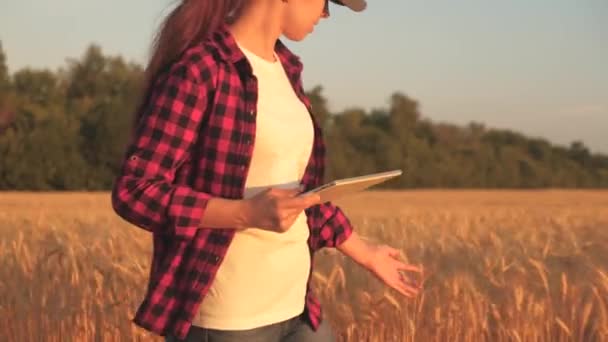 小麦畑でタブレットを使って働く農家の女性。畑で小麦の収穫を研究するタブレットを持った農学者です。穀物の収穫を分析するビジネスウーマン。穀物収穫だ。農業事業. — ストック動画