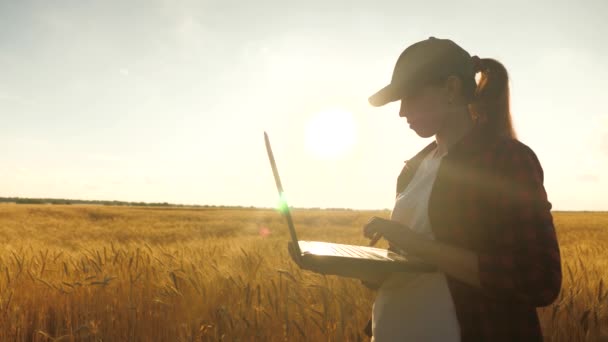 日没時に女性農家のコンピュータで。女の子農学者が働く。ノートパソコンを手にした女性ビジネスマンが小麦畑で働き、収穫を伝え、チェックします。農業事業の概念. — ストック動画
