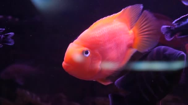 Tropische kleurrijke zeevissen. ruimte voor meditatie en ontspanning. Onderwater zwemmen rode vissen in het aquarium. hulp bij het verwijderen van stress, observatie van prachtige vissen in het water. — Stockvideo