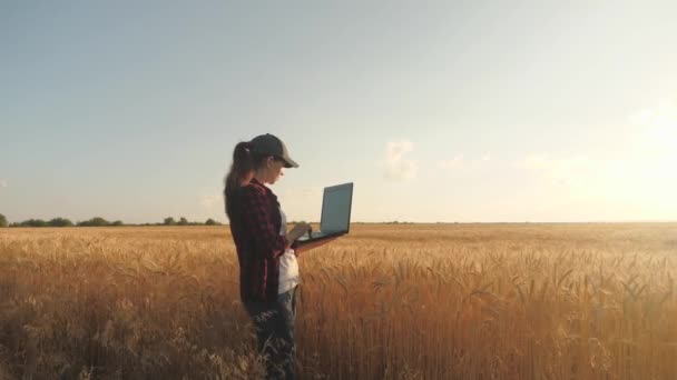 Женщина-фермер на закате с компьютером. Девушка-агроном работает. Женщина-бизнесмен с ноутбуком в руках работает на пшеничном поле, общается и проверяет урожай. Концепция сельскохозяйственного бизнеса. — стоковое видео