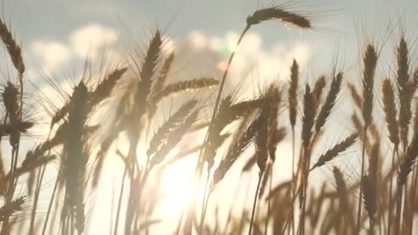 Mavi gökyüzüne karşı olgunlaşan buğday tarlası. Tahıllı buğday başakları rüzgarı sallar. tahıl hasadı yazın olgunlaşır. Tarım sektörü konsepti. Çevre dostu buğday — Stok video