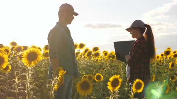 Empresário e agrônomo estão trabalhando no campo, avaliando colheita de sementes, trabalho em equipe. agricultor homem e mulher com laptop apertar as mãos em um campo de girassol florescente. conceito de agronegócio. — Vídeo de Stock