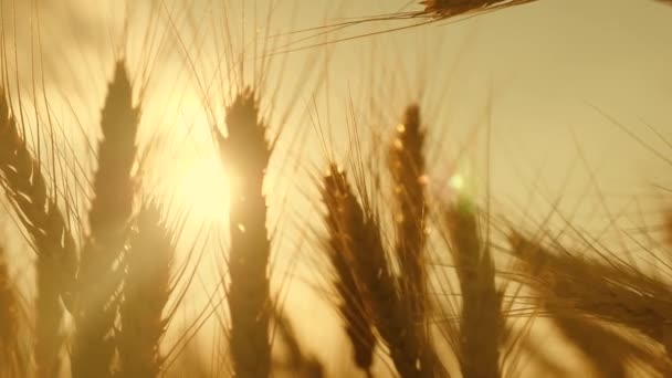 Колючки пшеницы с зерном трясут ветер. Урожай зерна созревает летом. сельскохозяйственный бизнес концепция. экологически чистое пшеничное поле спелых пшениц против неба. — стоковое видео