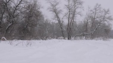 Ormana kar yağıyor. Kışın Noel parkında kar yağışı. Kırsal bir yolda kar yağışı. Masallardaki gibi gökten yeni yıl karları yağıyor. Yavaş çekim