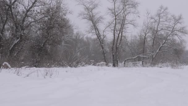 La neve sta cadendo nella foresta. nevicate nel parco di Natale in inverno. cumuli di neve su una strada di campagna. Capodanno neve cade dal cielo come in una favola. Rallentatore — Video Stock