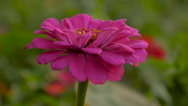 Meerkleurige bloemen in het zomerpark. 4 K video. mooie bloementuin bloemen in het voorjaar. close-up. rode zomerbloem in de tuin. Mooie Zinnia bloemen bloeien in de tuin. bloemenbedrijf — Stockvideo