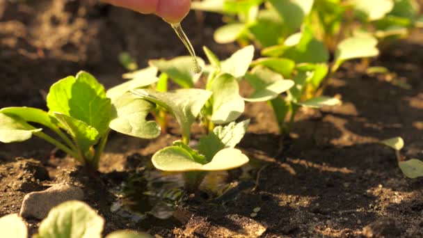 Eine Bauernhand gießt Wasser auf kleine Sprossen auf fruchtbaren Boden. Zeitlupe. Erhaltung der natürlichen Ressourcen. Bepflanzung, Naturschutz, Nachhaltigkeit. Konzept zum Schutz des Lebens auf der Erde. — Stockvideo