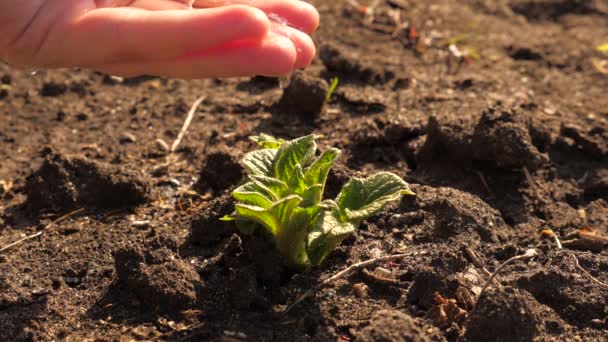 Jordbrukare som handvattnar små potatisgroddar på bördig jord. slow motion. Bevarande av naturresurser. Plantering, naturskydd, hållbarhet. Begreppet att skydda livet på jorden. — Stockvideo