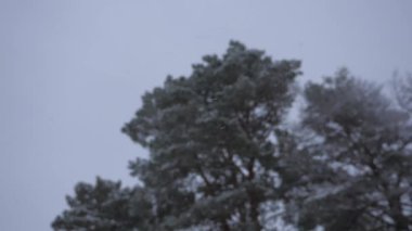 Kış ormanı Kışın ormanda kar yağar, Noel akşamı kar yağar. Noel parkında, kar yağıyor. Güzel kış manzarası.