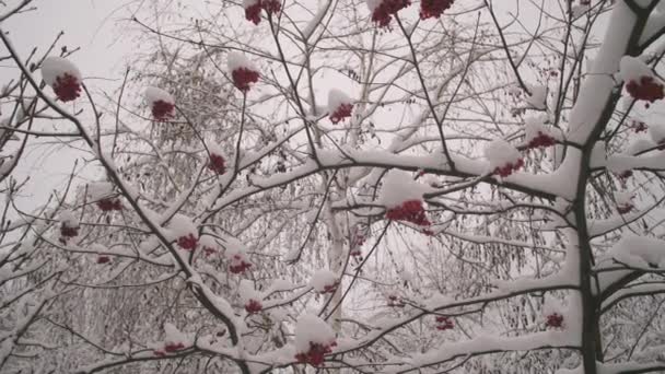 Снег на ветвях лиственных деревьев. снег лежит на ветвях деревьев. красивый зимний пейзаж. зимнее дерево вибурнум с красными ягодами, покрытыми снегом. зимний парк Рождества. — стоковое видео