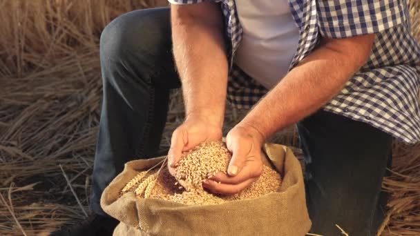 İşadamı buğdayın kalitesini kontrol eder. Yakın plan. Çiftçi elleri kulaklı bir torbaya buğday taneleri döker. Mısır gevreği topluyorum. Bir tarım uzmanı tahılın kalitesine bakar. tarım kavramı. — Stok video