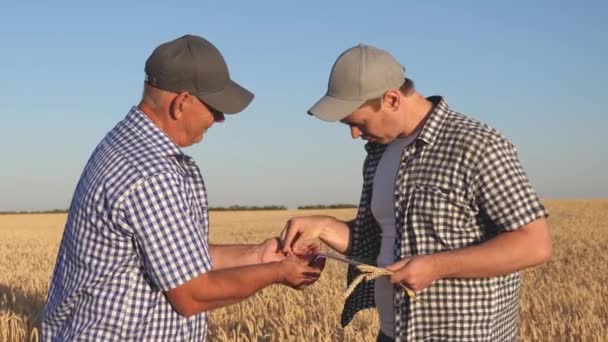 농부이자 사업가인 타블렛은 팀으로 일하고 있습니다. 농학자와 농부가 밀 한 알을 손에 쥐고 있다. 곡물을 수확하는 일. 사업가 가곡식의 질을 조사하다. — 비디오