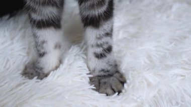 Tekir kedi yatak örtüsünde pençelerini keskinleştirir. Evcil hayvanlar terler. Yakın plan. Evcil hayvanlar