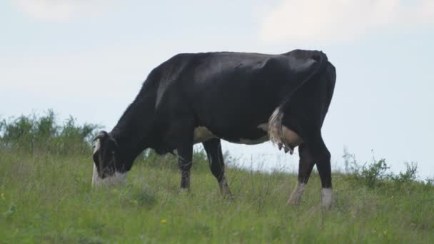 Black and white Holstein cow in meadow during sunset looks directly at drone camera — Stock Footage Black and white Holstein cow in meadow during sunset looks directly at drone camera Royalty Free Stock Video