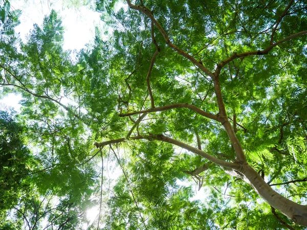 Stort Tre Fullt Grener Skyggen Høye Trær Tropisk Thailand – stockfoto