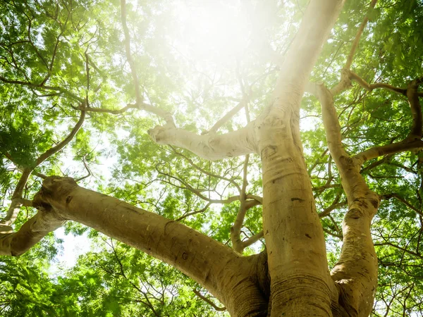 Stort Tre Fullt Grener Skyggen Høye Trær Tropisk Thailand – stockfoto