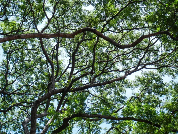 Большое Дерево Полное Ветвей Тени Высоких Деревьев Тропическом Таиланде — стоковое фото