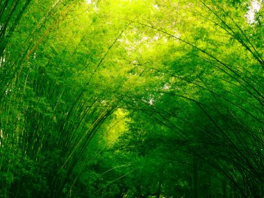 Sabah, pitoresk çalılıkları tropikal yağmur ormanları, Tayland bir bambu bambu ormanında
