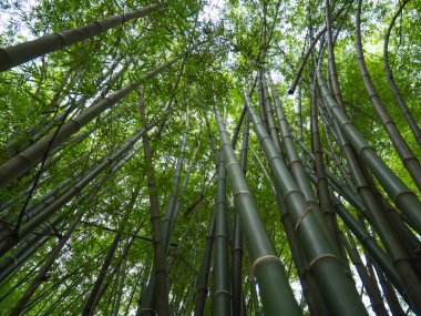 Bambu orman sabah, pitoresk çalılıkları bir bambu, Tayland