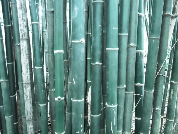 Bambu Orman Sabah Pitoresk Çalılıkları Bir Bambu Tayland — Stok fotoğraf