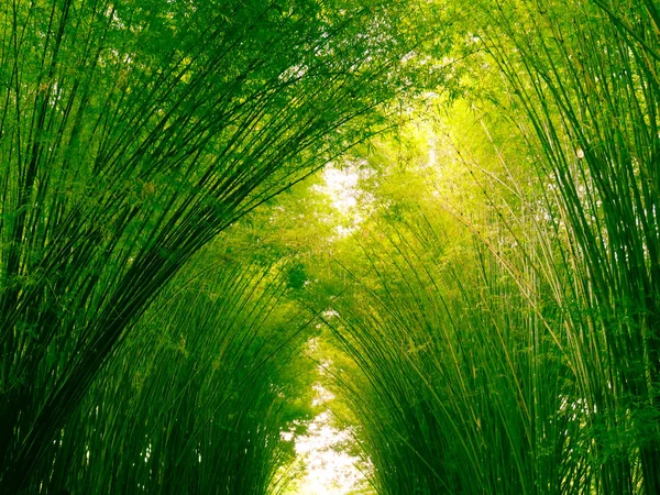 Бамбуковый Лес Утром Живописные Заросли Бамбука Тропических Лесах Таиланд — стоковое фото