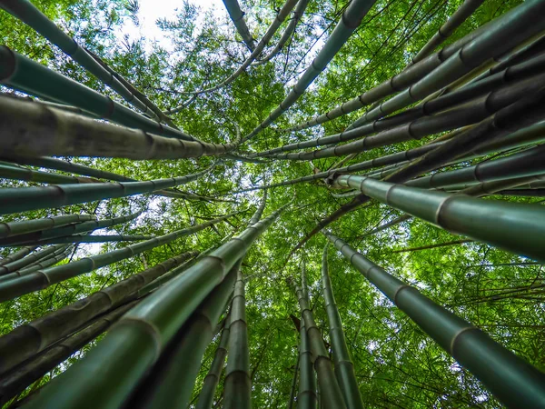 Bambusskog Morgenen Pittoreske Kratt Bambus Thailand – stockfoto