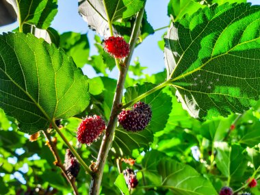 Ağaçtaki organik dut meyvesi maviye boyanmış. Siyah olgun ve kırmızı.
