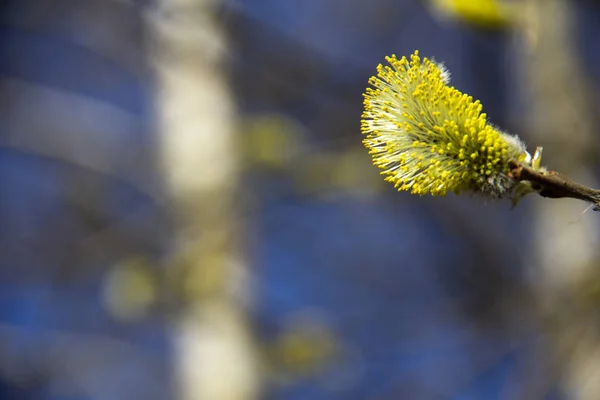 Spring solar background theme close-up. Yellow lush blossoming buds of trees on a blue spring background. Spring freshness