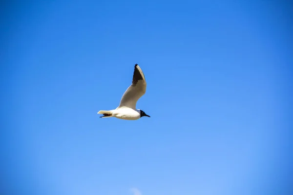 Bird seagull flies against a clean spring blue sky