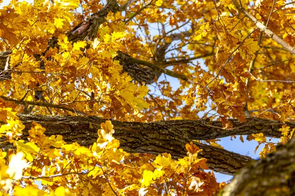 Beautiful autumn mood. Fragment of an autumn tree: yellow-orange foliage against a blue sky. Beautiful autumn.