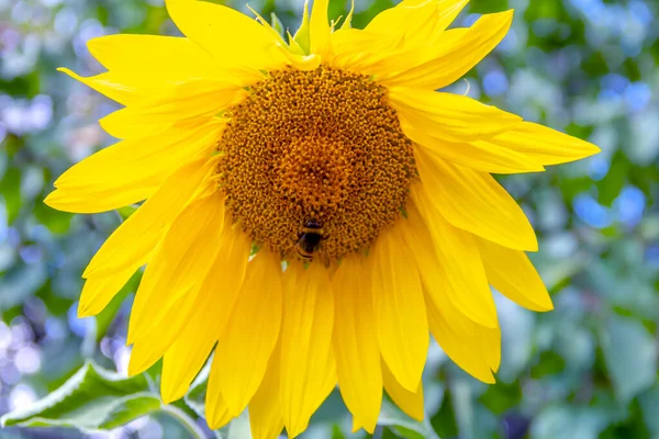 beautiful sunny blooming flower sunflower with bumblebee close up