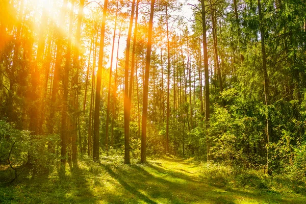 Sunny forest. Sun rays in the spring forest. Beautiful forest.