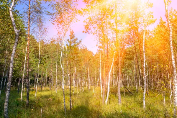 Sunny forest. Sun rays in the spring forest. Beautiful forest.