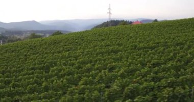 Kuş bakışı satır Vines açık güneşli