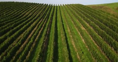 Kuş bakışı satır Vines açık güneşli